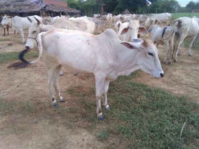 36 Hari Priya 1024x768 640x480