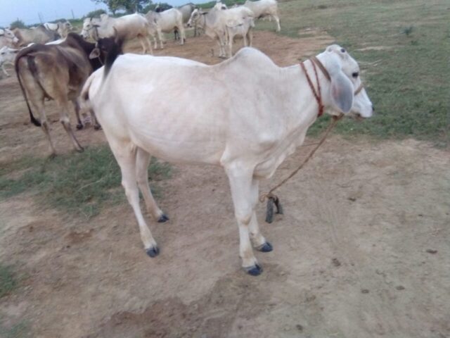 Anshu Gaumata 140917 1024x768 640x480