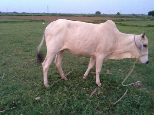 IMG 20170814 WA0030 1024x768 640x480