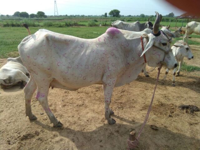 IMG 20170816 WA0047 1024x768 640x480