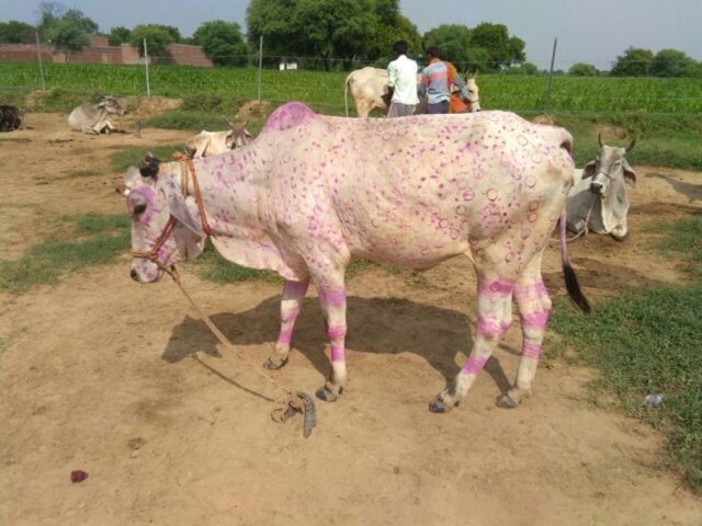 IMG 20170816 WA0049 1024x768 640x480