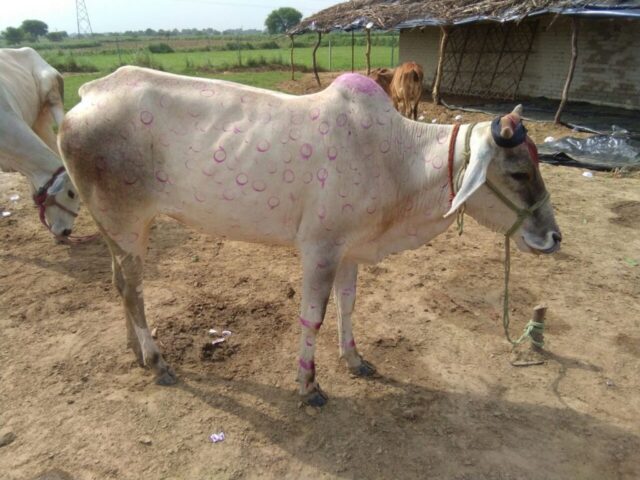 IMG 20170816 WA0051 1024x768 640x480