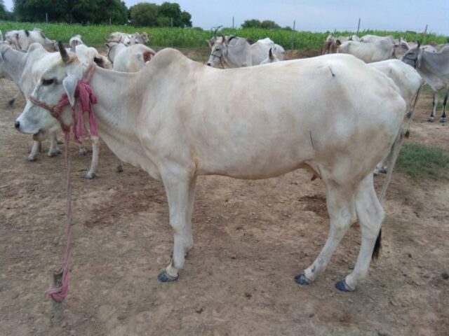 Krishnaa Gaumata 100917 1024x768 640x480