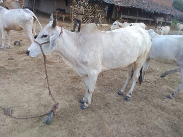 Seeta Gaumata 100917 1024x768 640x480