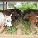 Cow Conservation Centre At Varanasi 150x150