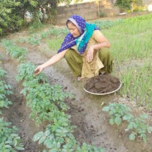 Use Of Compost Manure 300x300