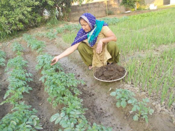 Use Of Compost Manure