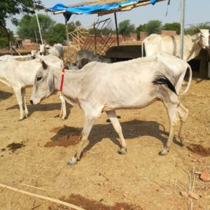 Bhavani Gaumata 10072018 300x300