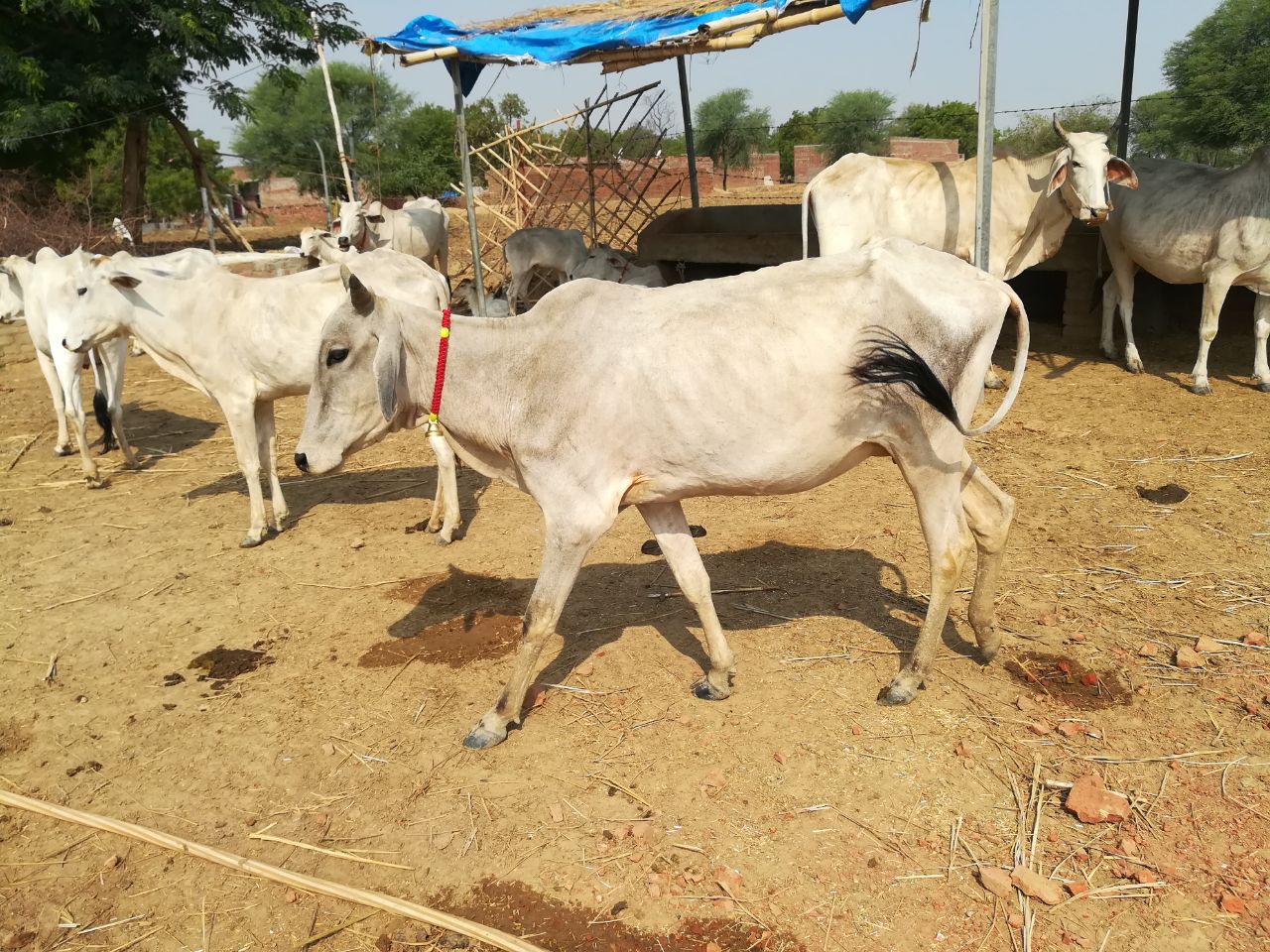 Bhavani Gaumata 10072018
