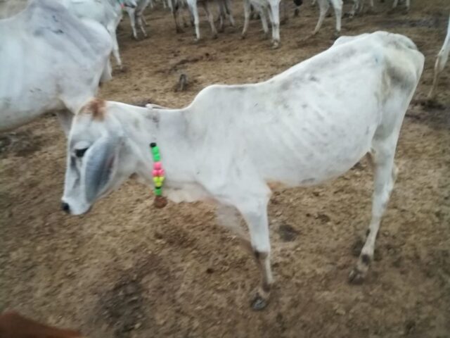 Damini 1024x768 640x480