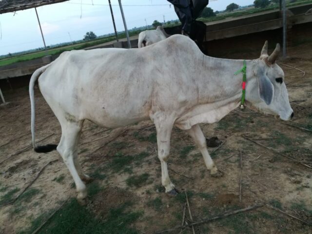 Damodar Ballabha 1 1024x768 640x480