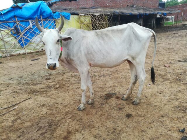 Gaurangi 1 1024x768 640x480