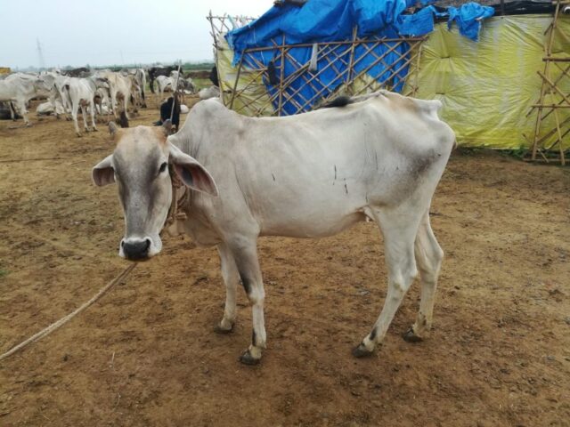 HariPriya 1024x768 640x480