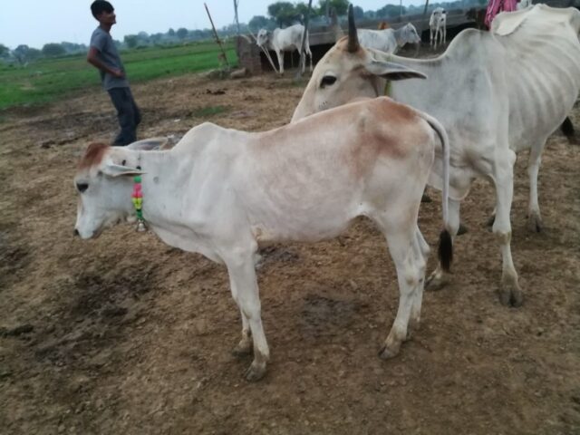 Kanha 1024x768 640x480