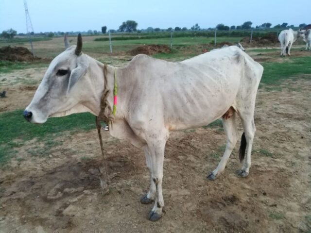 Krishna 1024x768 640x480