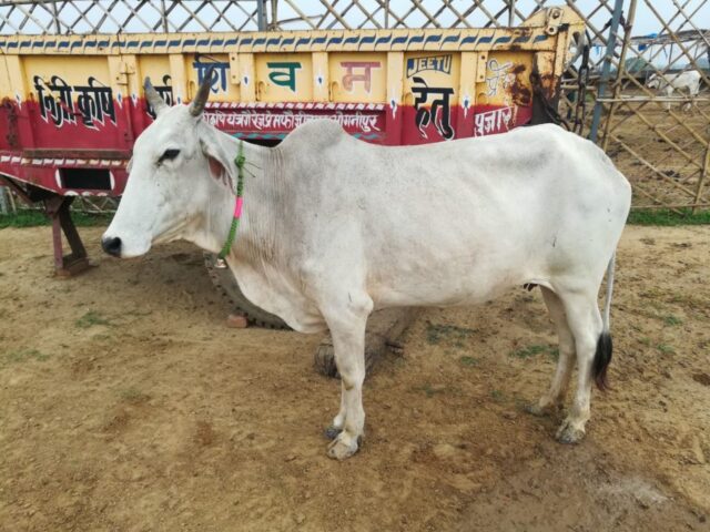 Lakshmi 1024x768 640x480