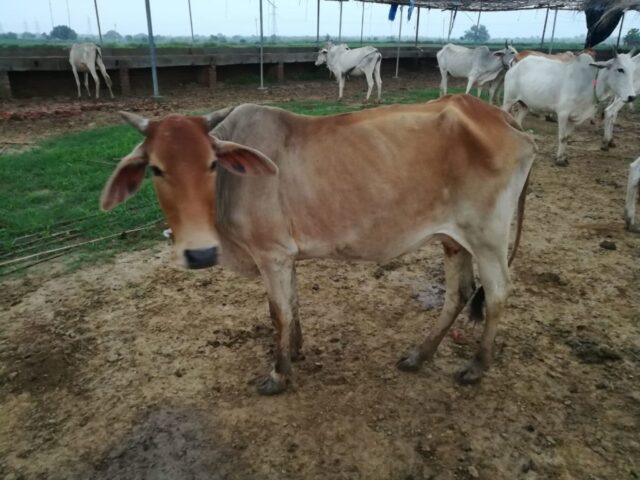 Managal Prada 1024x768 640x480