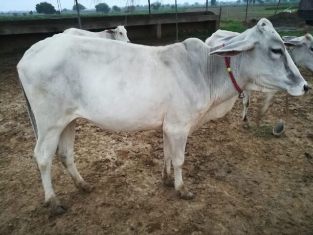 Manohara 1024x768 640x480