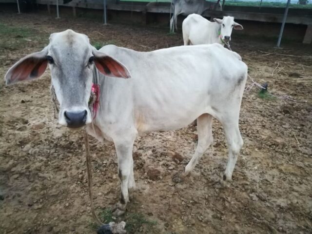 Manorama 1024x768 640x480