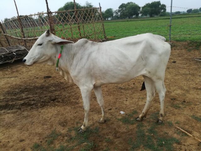 Mohini 1024x768 640x480