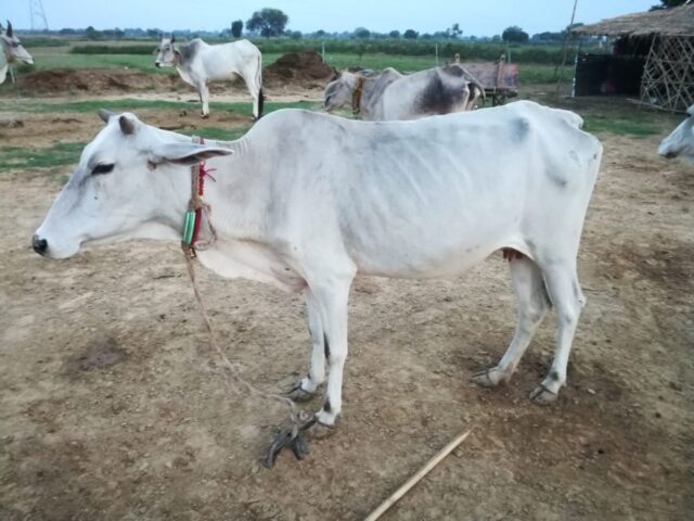 Nandini 1024x768 640x480