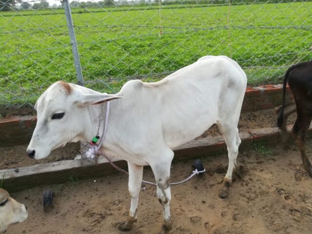 Natwar 2 1024x768 640x480