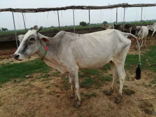 NayanSUndaari 1024x768 640x480