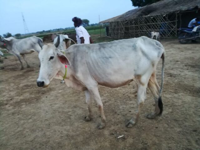 Pama 1024x768 640x480