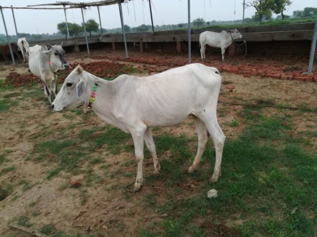 Priya 1024x768 640x480