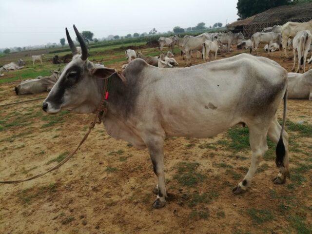 Radhika 1024x768 640x480