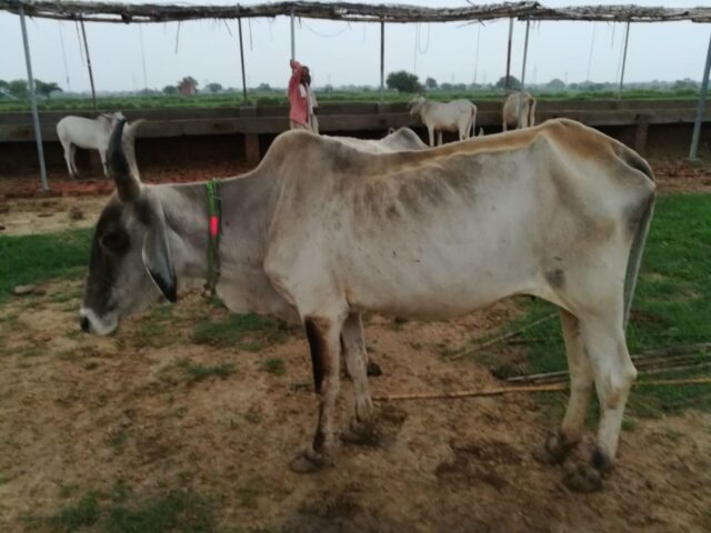 Rdhakant Dulari 1024x768 640x480