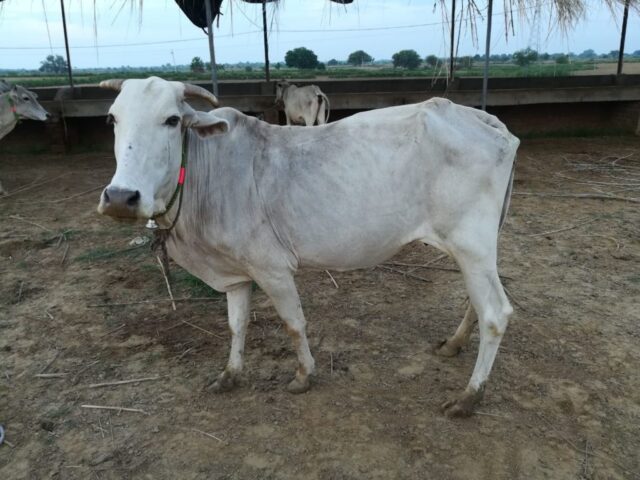 SHre Radha 1024x768 640x480