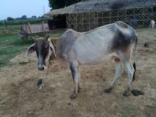 SHyam Priya 1024x768 640x480