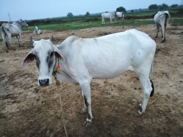 Savitri 1024x768 640x480