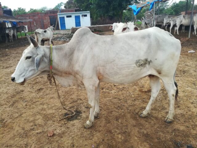 Shriji 1024x768 640x480