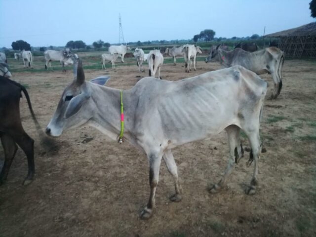 Shruti Priya 1024x768 640x480