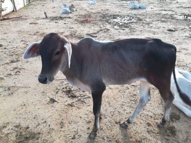 Shyam 1024x768 640x480