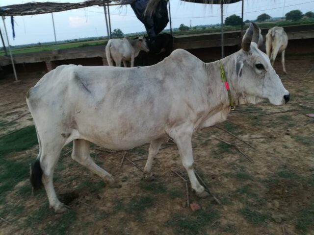 Shyam Ballabha 1024x768 640x480