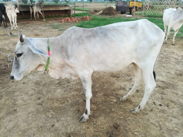 Sungandha 1024x768 640x480